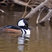 Hooded Merganser